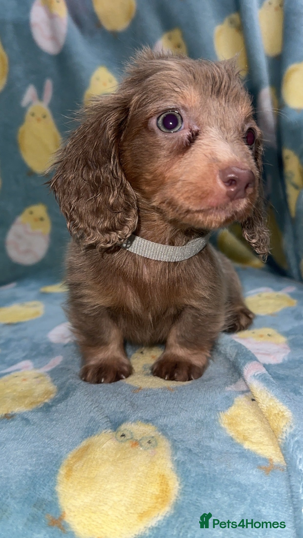 Miniature Dachshund dogs Puppy’s collect now £950 dapple longcoat £1200 - Advert 17