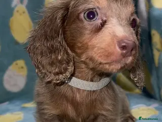 Miniature Dachshund dogs Puppy’s collect now £950 dapple longcoat £1200 - Advert 17