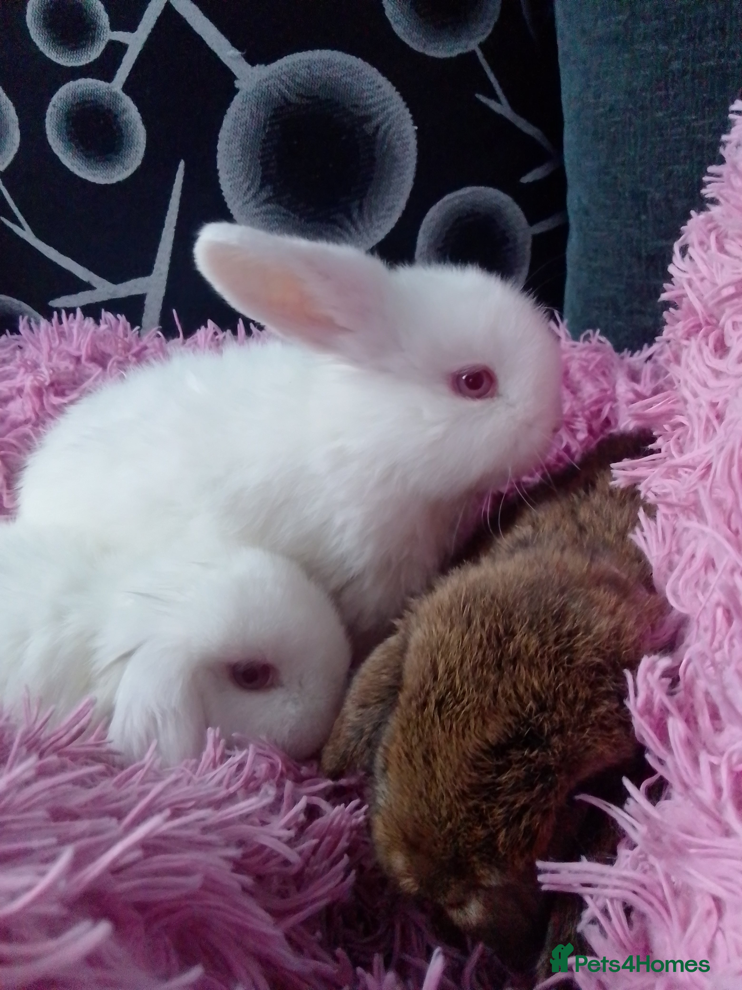 Mini Lop rabbits Beautiful Mini Lops ready to leave  - Advert 11