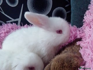 Mini Lop rabbits Beautiful Mini Lops ready to leave - Advert 18