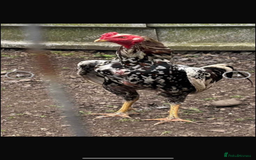 Chickens poultry for sale: Aseel rooster hens mianwali begum cheena saleta - Image 4
