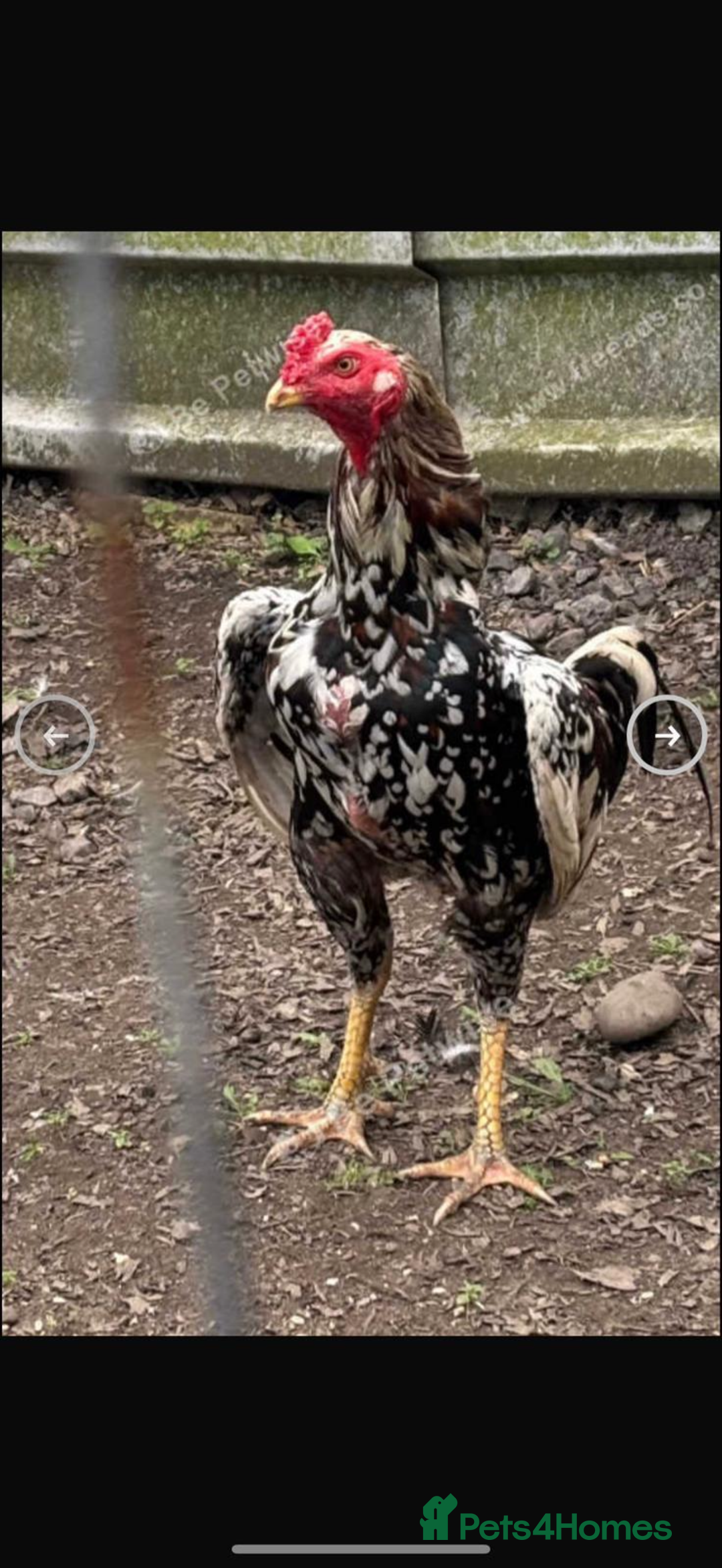 Chickens poultry for sale: Aseel rooster hens mianwali begum cheena saleta - Image 4