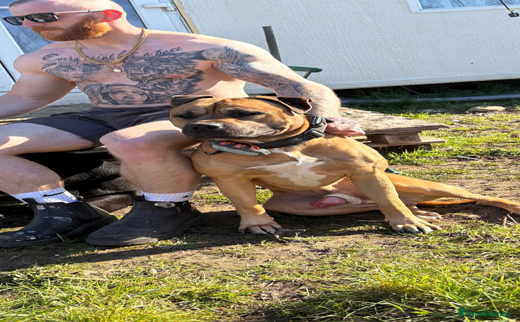 Bullmastiff dogs - Advert 1