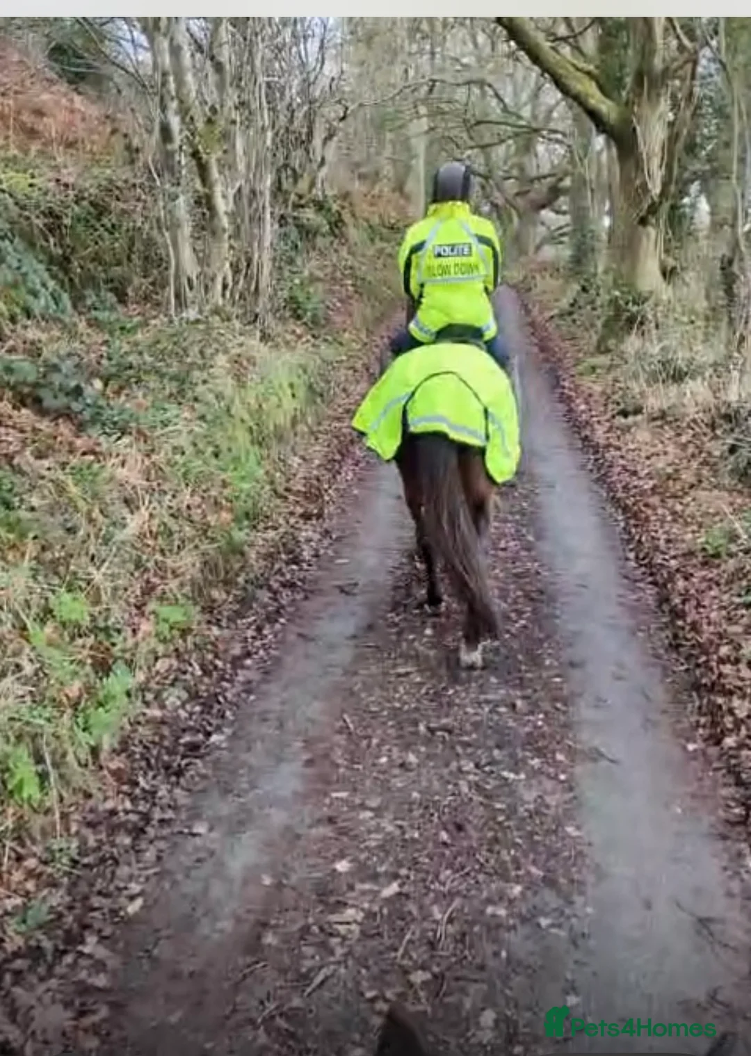 KWPN horses for sale: Warmblood - KWPN - Advert 3