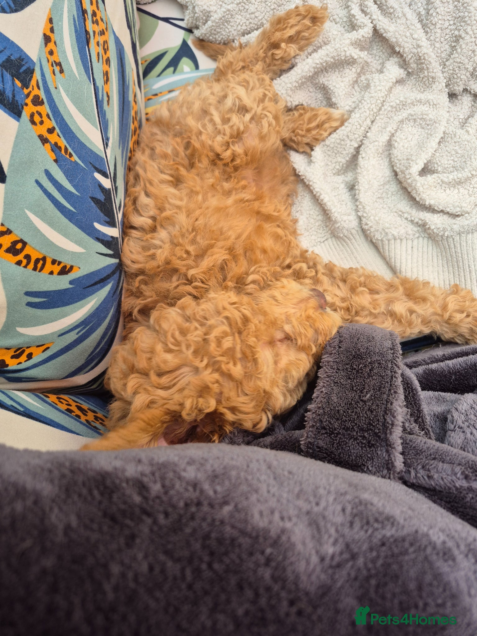 Double Doodle dogs for sale: Golden doodle x labradoodle pups - Advert 4