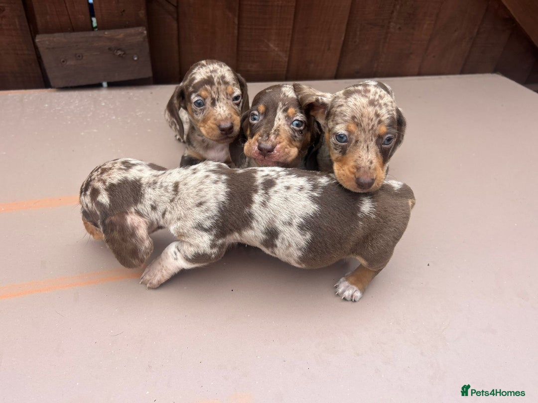 Dachshund dogs for sale: 6 beautiful dachshund puppies!!! - Image 17