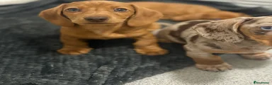 Miniature Dachshund Puppy 2