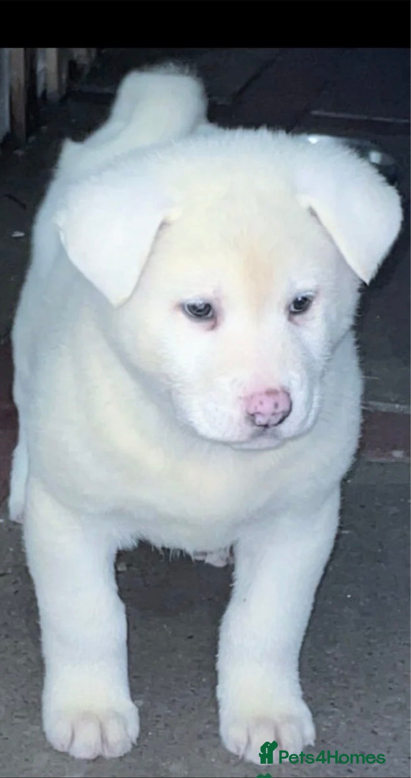 Japanese Akita Inu dogs Japanese Akita Inu - Advert 3