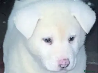 Japanese Akita Inu dogs Japanese Akita Inu - Advert 3