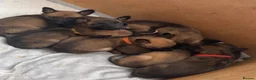 Belgian Shepherd Dog dogs for sale: Belgian Malinois Pups Ready 2nd October - Advert 11