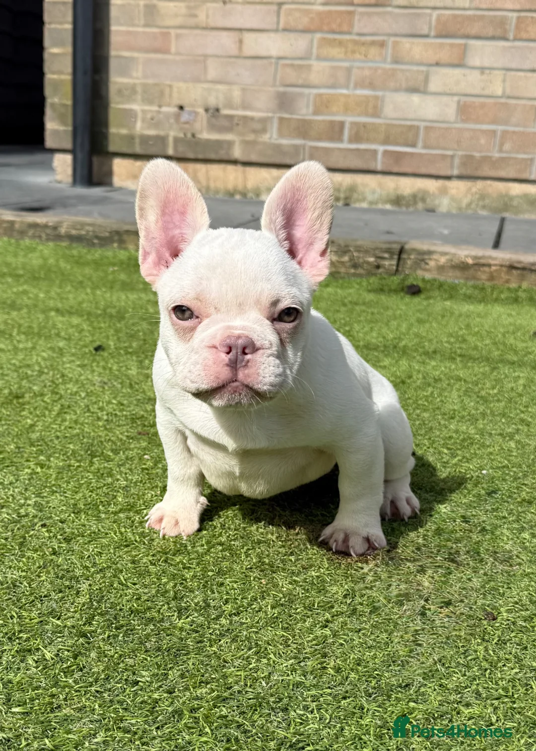 French Bulldog dogs for sale: Highly Health tested French Bulldog Puppies - Advert 1