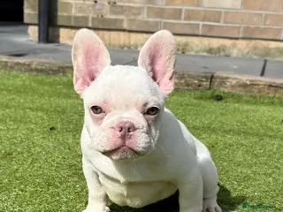 French Bulldog dogs Highly Health tested French Bulldog Puppies - Advert 3