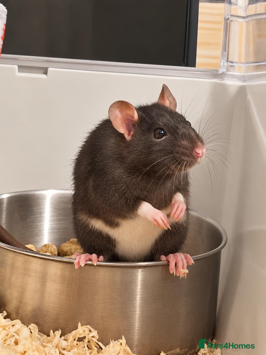 Rat rodents for sale: Black Rat (Female)  - Advert 7