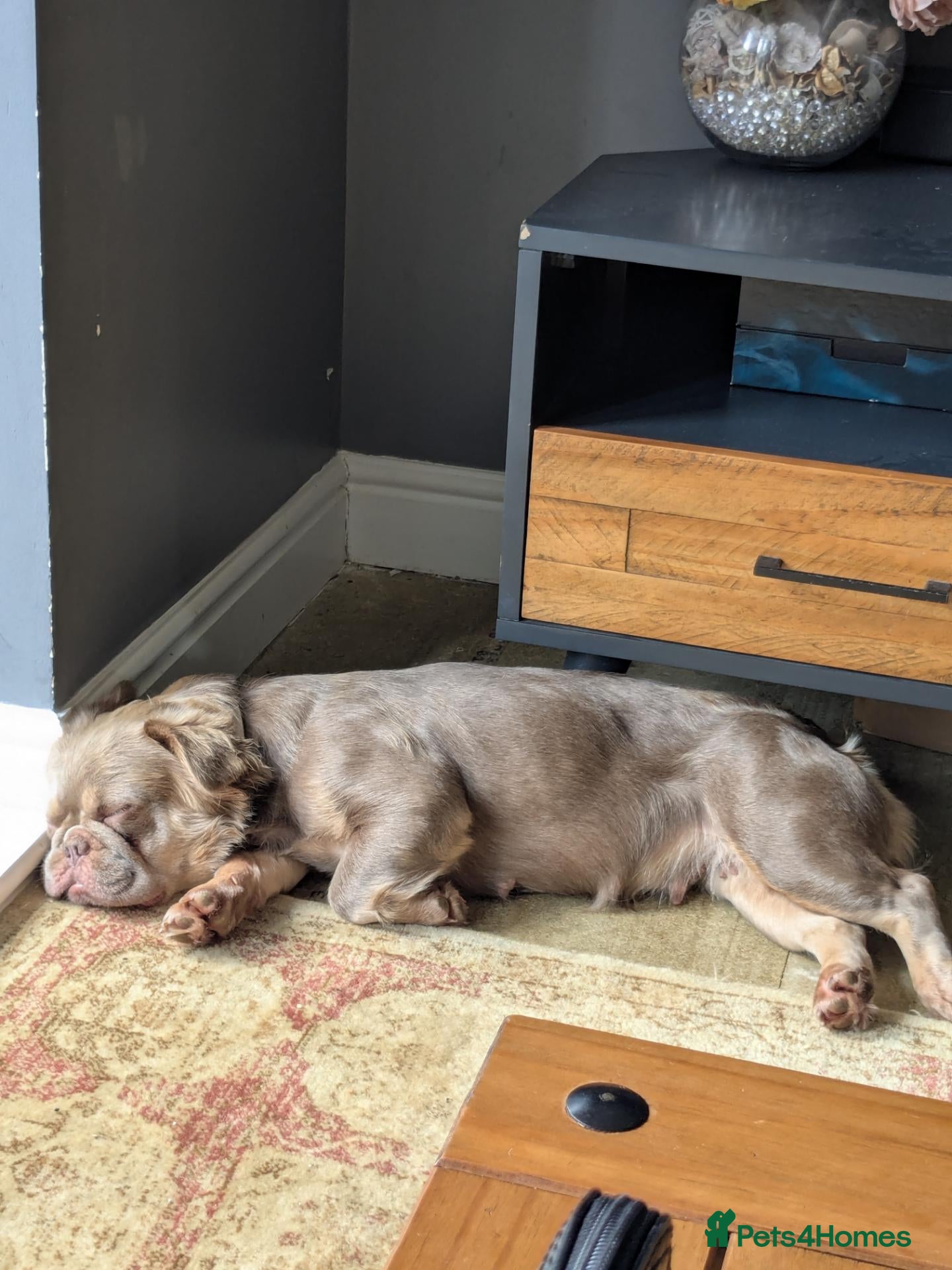 French Bulldog dogs Female fluffy French bulldog  - Advert 4
