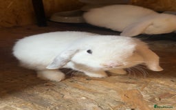 Mini Lop rabbits for sale: Bonded male rabbits - Advert 2