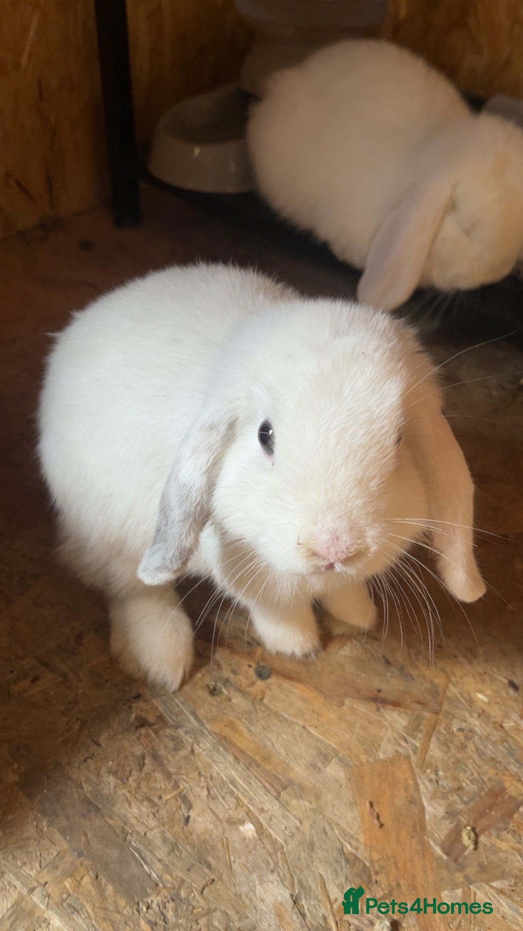 Mini Lop rabbits for sale: Bonded male rabbits - Advert 2
