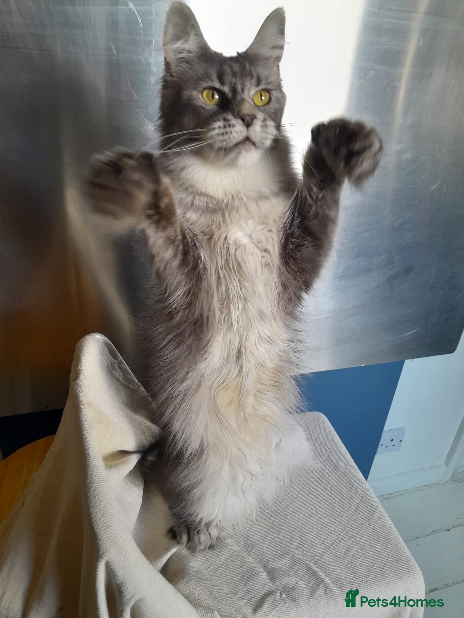 Maine Coon cats black silver ticked polydactyl girl MaineCoon TICA - Advert 8