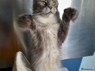 Maine Coon cats black silver ticked polydactyl girl MaineCoon TICA - Advert 1