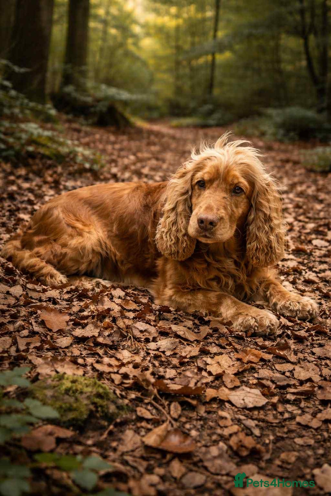 Cocker Spaniel dogs for sale: Outstanding male show cocker spaniel   - Advert 5