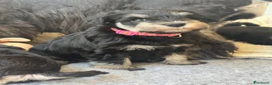 Miniature Schnauzer 1 pink