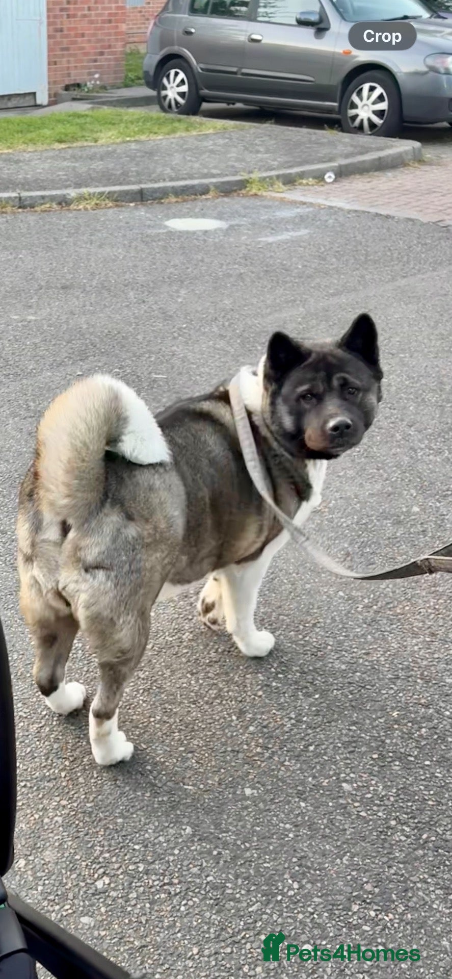 Akita dogs Gorgeous Female American Akita  - Advert 1