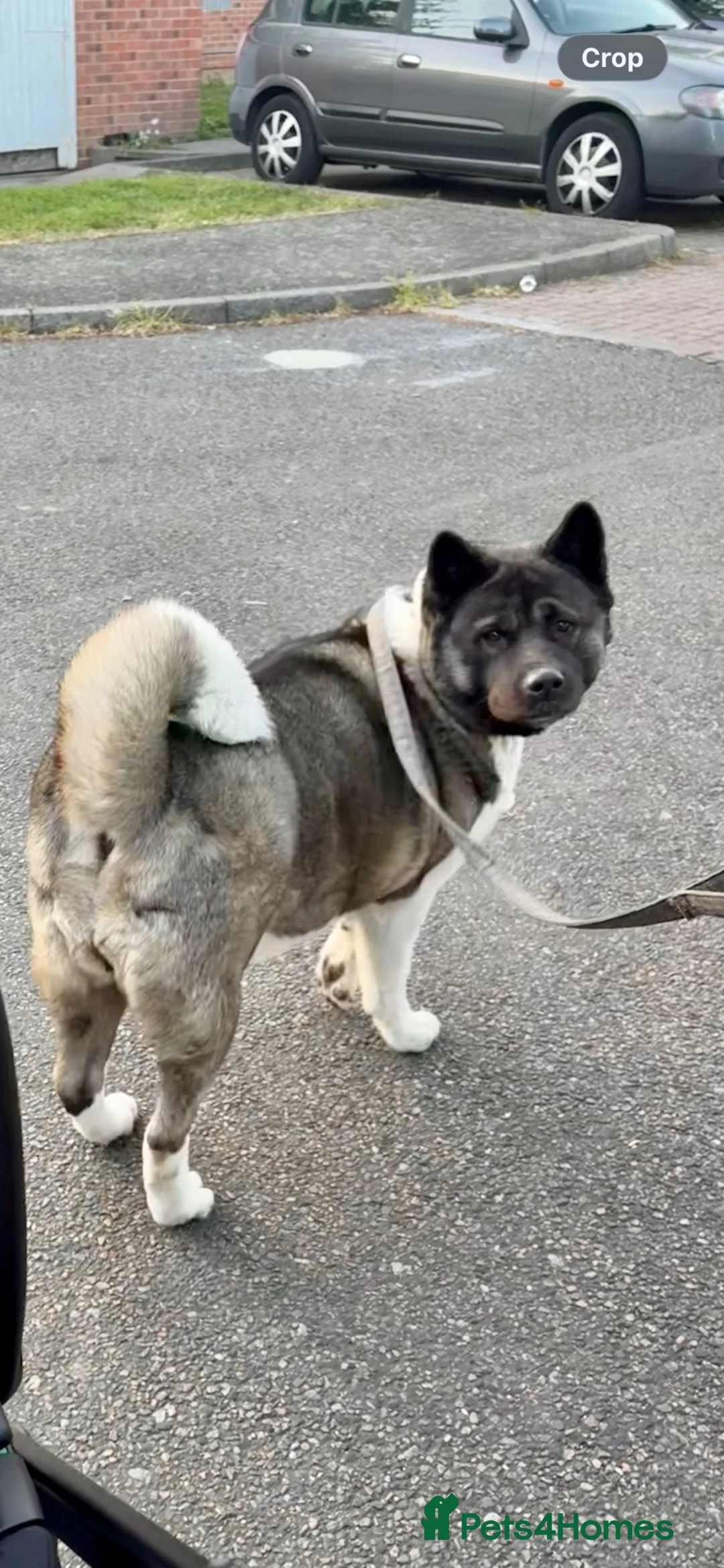 Akita dogs for sale: Gorgeous Female American Akita  - Advert 2