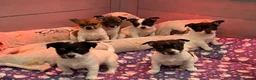 Jack Russell dogs for sale: Stunning Miniature Jack Russell Puppies  - Advert 2