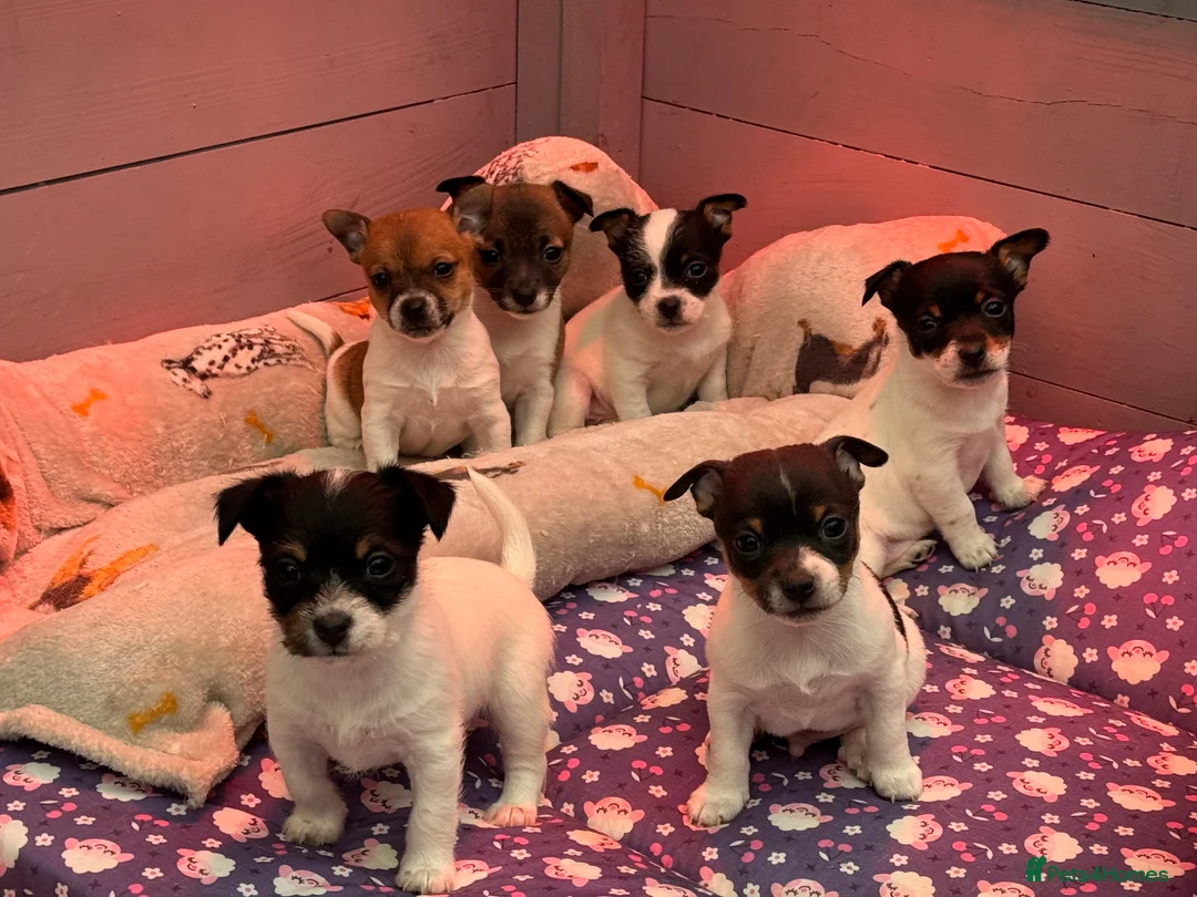 Jack Russell dogs for sale: Stunning Miniature Jack Russell Puppies  - Advert 2