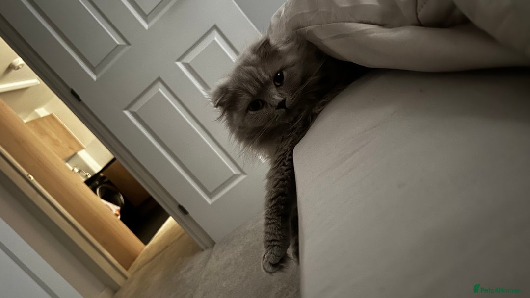Scottish Fold cats for sale: Female scottish fold  - Image 3