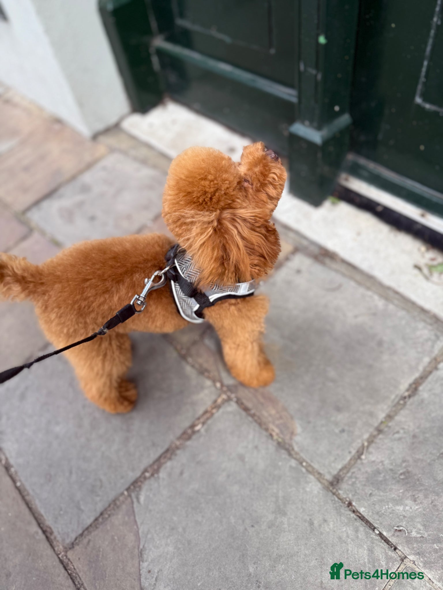 Toy Poodle dogs KC Reg Asian Toy Poodle Puppies - Advert 8