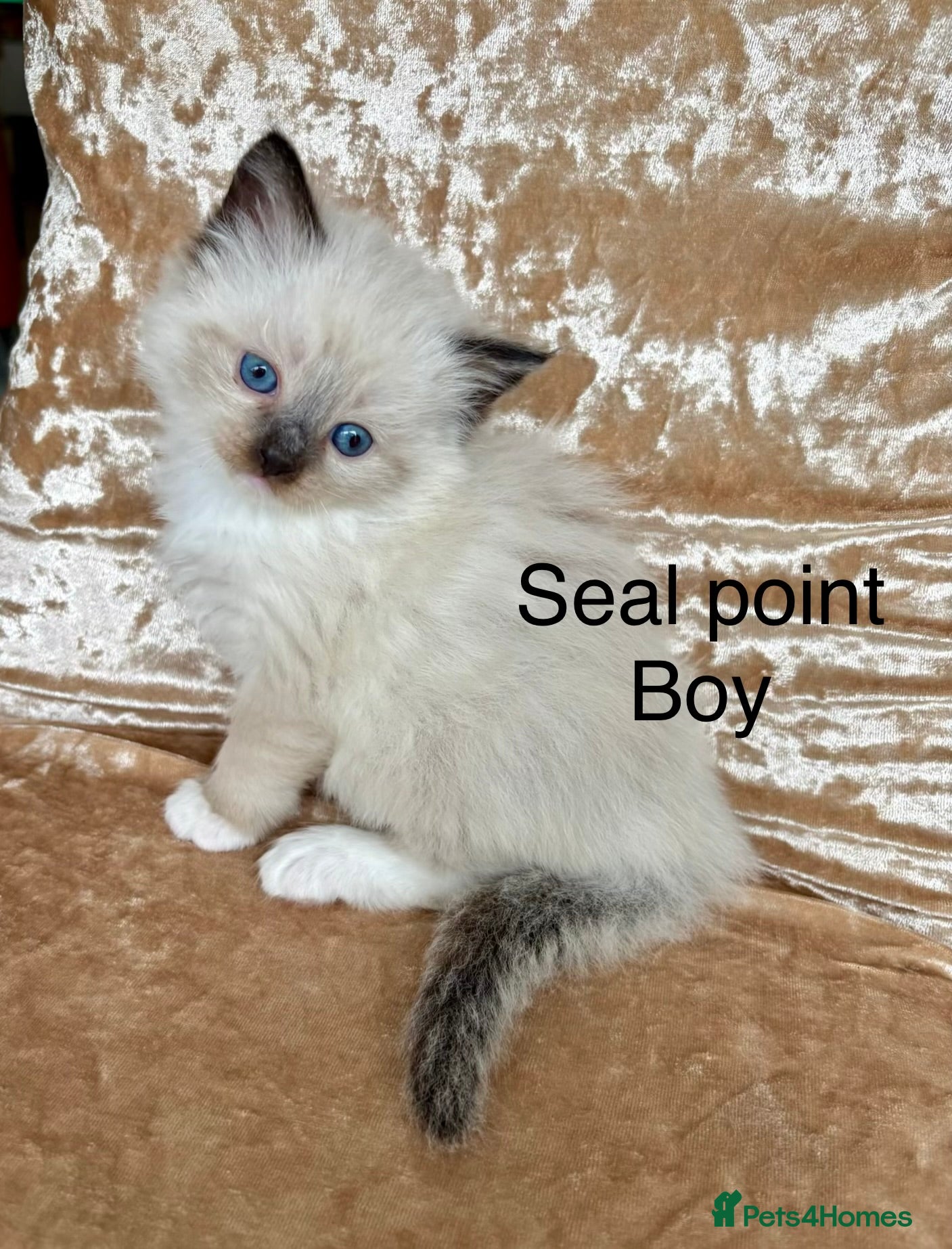 Ragdoll cats Beautiful ragdolls kittens - Advert 16