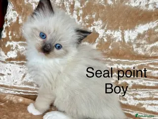 Ragdoll cats Beautiful ragdolls kittens - Advert 16