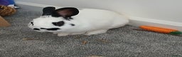 English rabbits for sale: Male rabbit - Advert 1