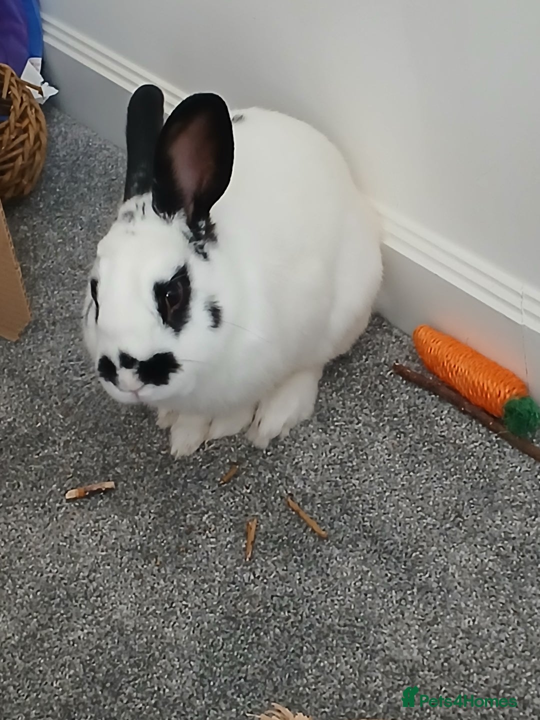 English rabbits for sale: Male rabbit - Image 1