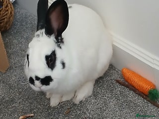 English rabbits - Advert 3