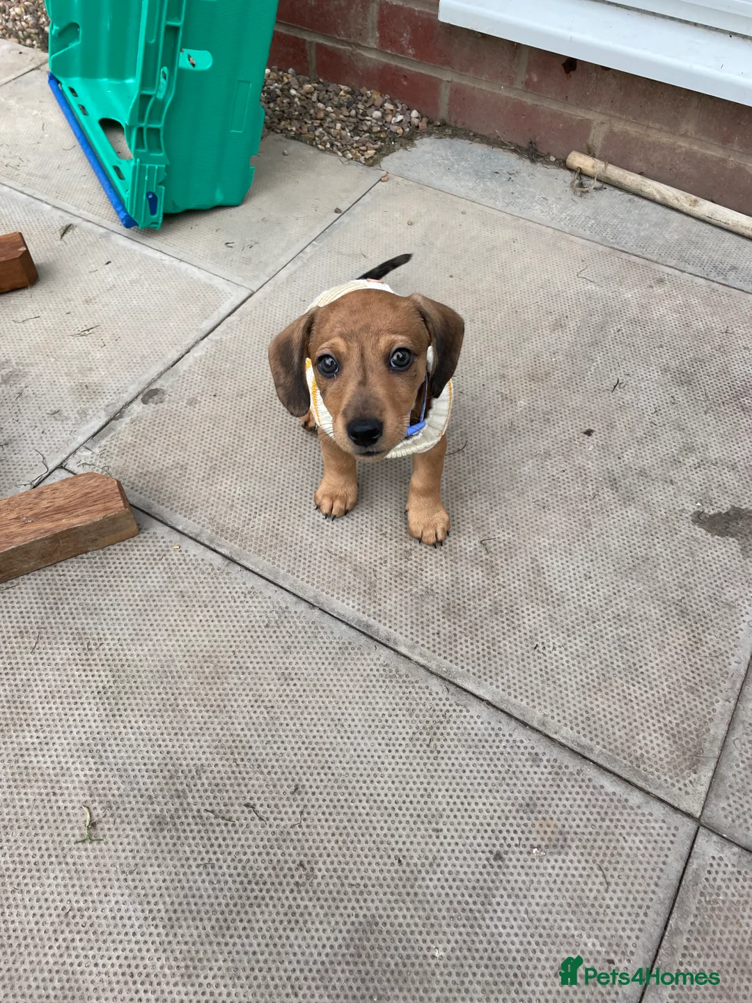 Mixed Breed dogs for sale: daisy is looking for her forever family  in Hinckley - Advert 13