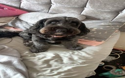 Cockapoo dogs for sale: F1b cockerpoo puppies - Image 2