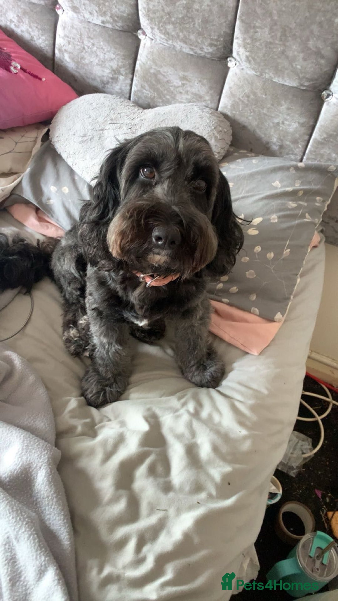 Cockapoo dogs for sale: F1b cockerpoo puppies - Image 2