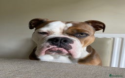 Olde English Bulldogge dogs for sale: Boo the bulldog - Image 3