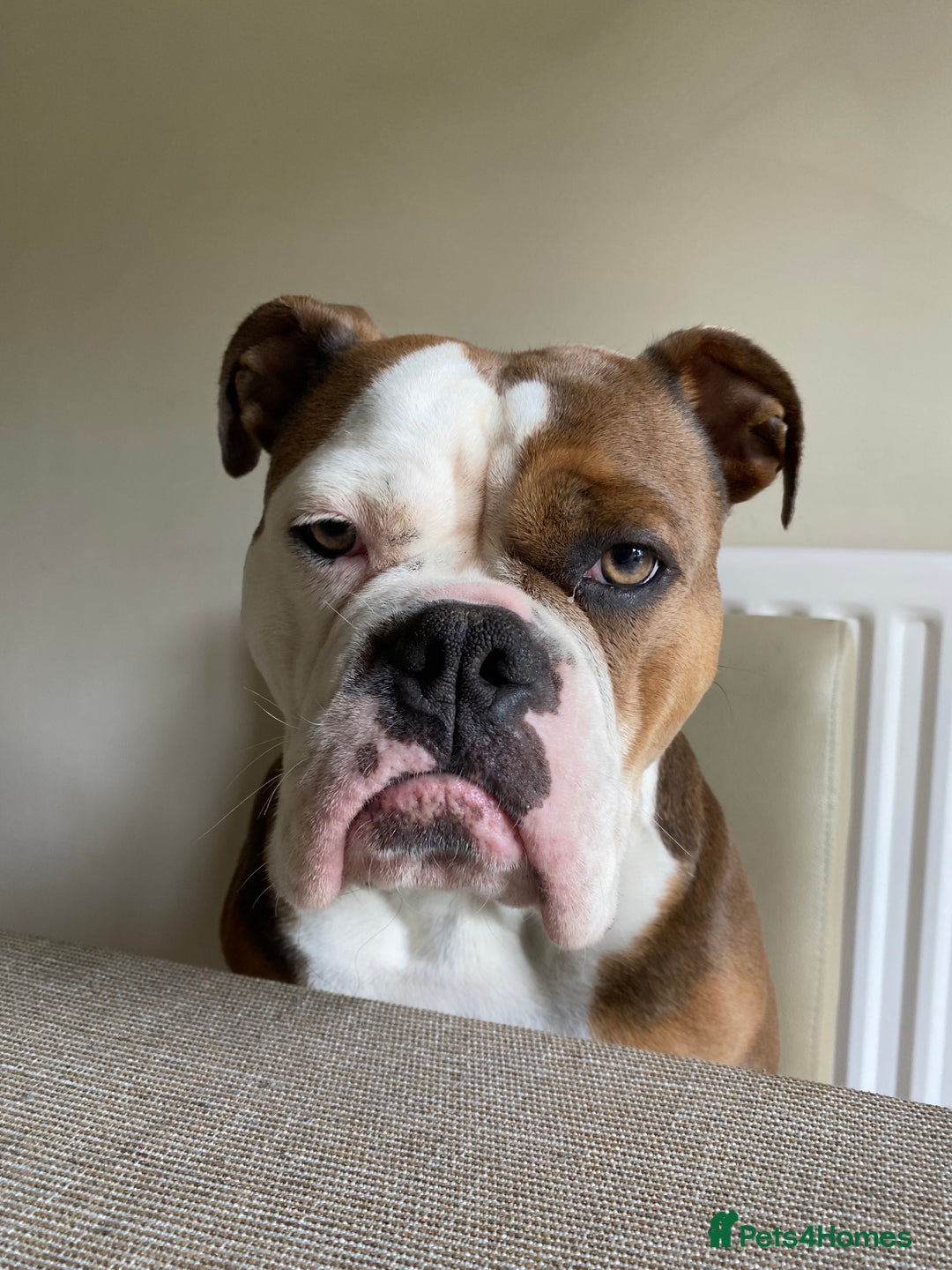 Olde English Bulldogge dogs for sale: Boo the bulldog - Image 3