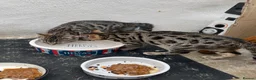 Bengal cats for sale: Two male Bengal X kittens available. Price reduced - Advert 7