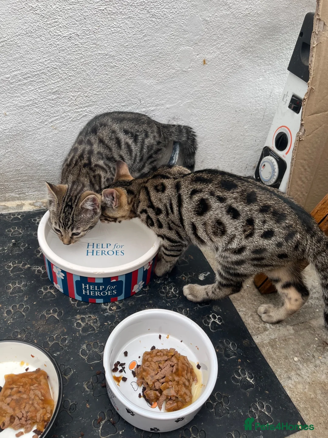 Bengal cats for sale: Two male Bengal X kittens available. Price reduced - Advert 7