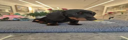 Miniature Dachshund dogs for sale: Miniature Dachshund.Fully vaccinated.Ready t leave - Advert 27