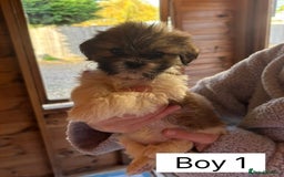 Shih Tzu dogs for sale: Four shih tzu boy puppy’s for sale. - Image 24