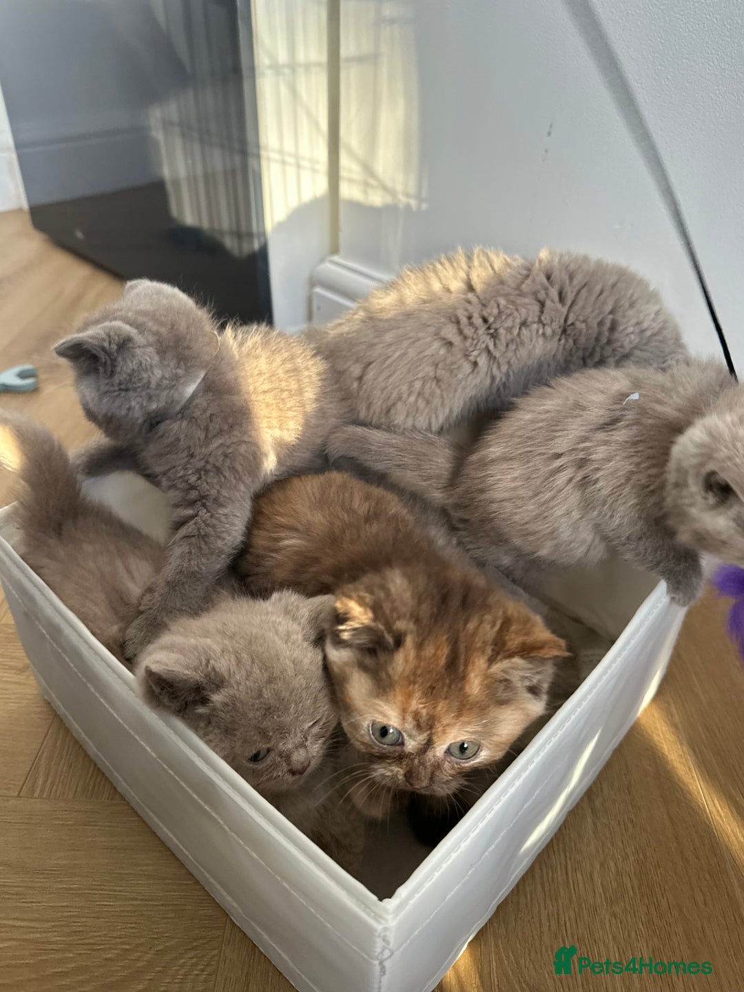 British Shorthair cats for sale: 🌈🌈😍😍Stunning Pure Pedigree Litter BSH ❤️❤️🌈🌈 - Advert 1