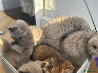 British Shorthair cats 🌈🌈😍😍Stunning Pure Pedigree Litter BSH ❤️❤️🌈🌈 - Advert 5
