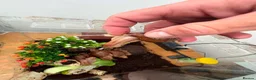 Snails invertebrates for sale: African giant land snails mixed sizes  in Bridgend - Advert 6