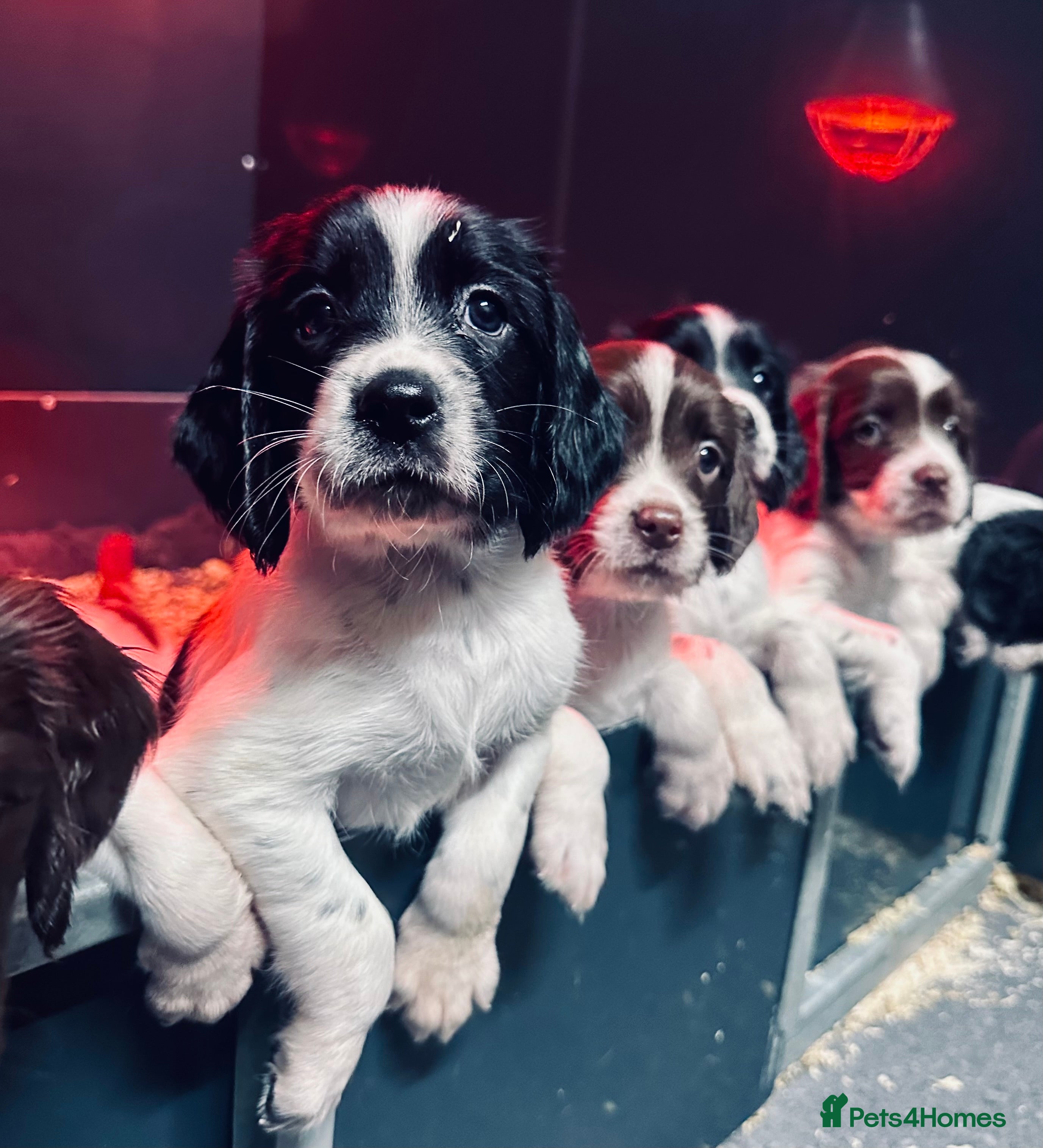 English Springer Spaniel dogs KC English Springer Spaniels  - Advert 2