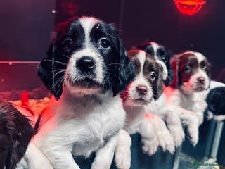 English Springer Spaniel dogs KC English Springer Spaniels - Advert 4