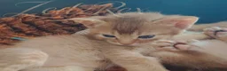 Devon Rex cats for sale: Beautiful Devon Rex x Abyssinian Kittens  - Advert 9